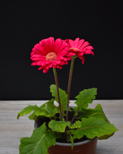 Gerbera